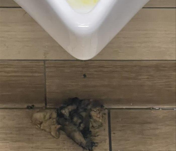 Sponge like substance snaked out of urinals